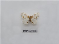 藏品(尺蛾24)的圖片